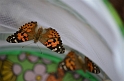 Kids_ButterflyRelease (1)